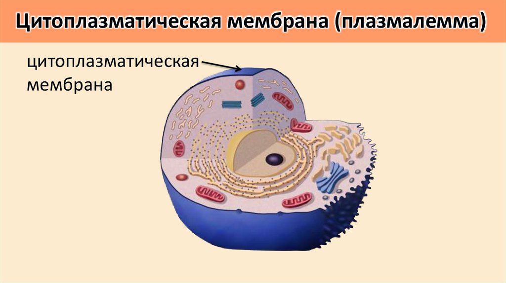 Цитоплазматическая мембрана (плазмалемма)