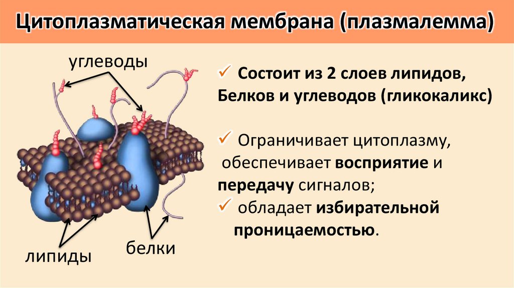 Цитоплазматическая мембрана (плазмалемма)