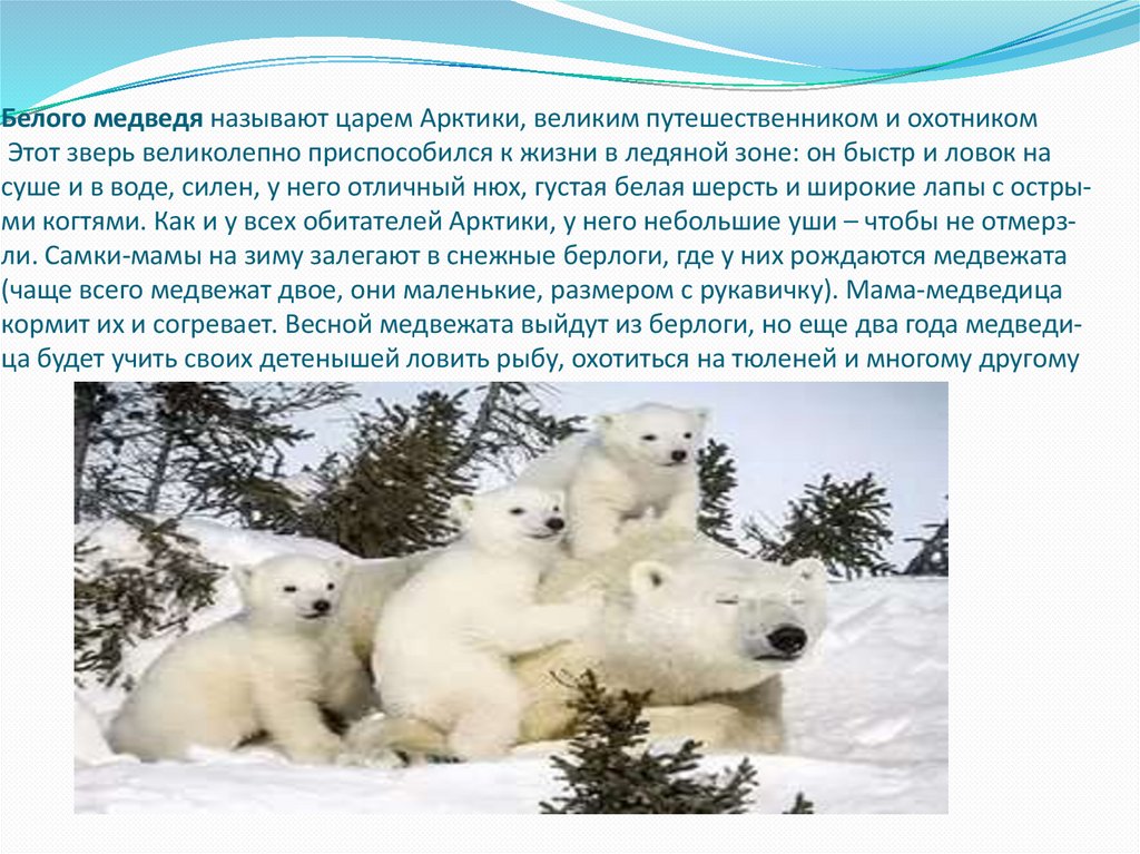 Бе­ло­го мед­ве­дя на­зы­ва­ют царем Арк­ти­ки, ве­ли­ким пу­те­ше­ствен­ни­ком и охот­ни­ком Этот зверь ве­ли­ко­леп­но