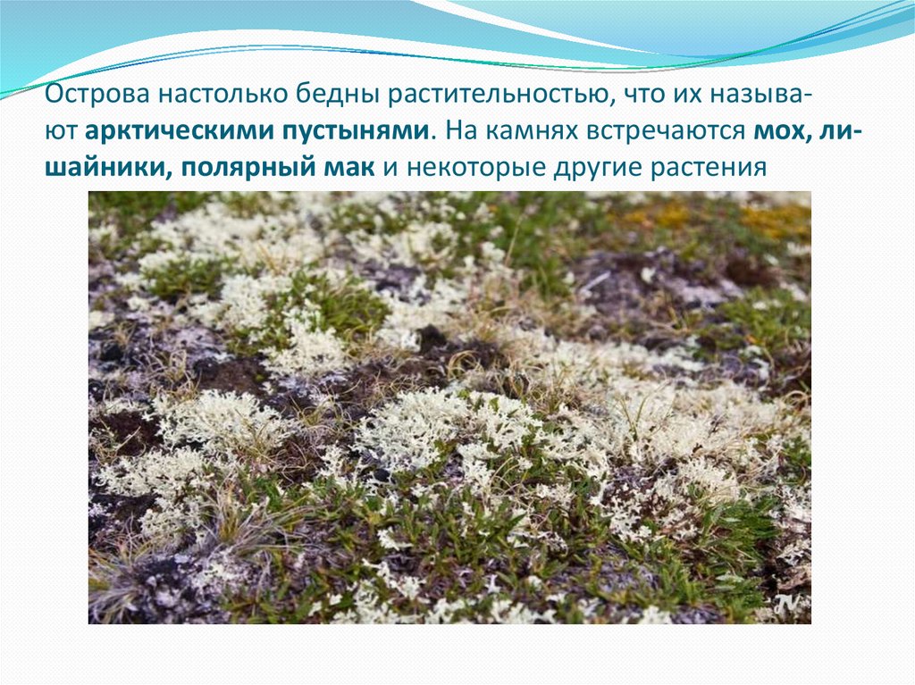 Ост­ро­ва на­столь­ко бедны рас­ти­тель­но­стью, что их на­зы­ва­ют арк­ти­че­ски­ми пу­сты­ня­ми. На кам­нях