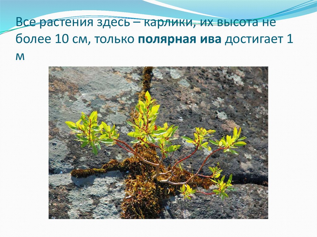 Все рас­те­ния здесь – кар­ли­ки, их вы­со­та не более 10 см, толь­ко по­ляр­ная ива до­сти­га­ет 1 м