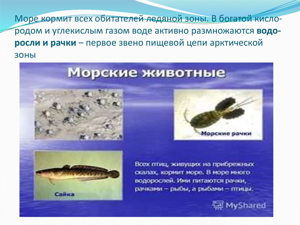 Море кор­мит всех оби­та­те­лей ле­дя­ной зоны. В бо­га­той кис­ло­ро­дом и уг­ле­кис­лым газом воде ак­тив­но