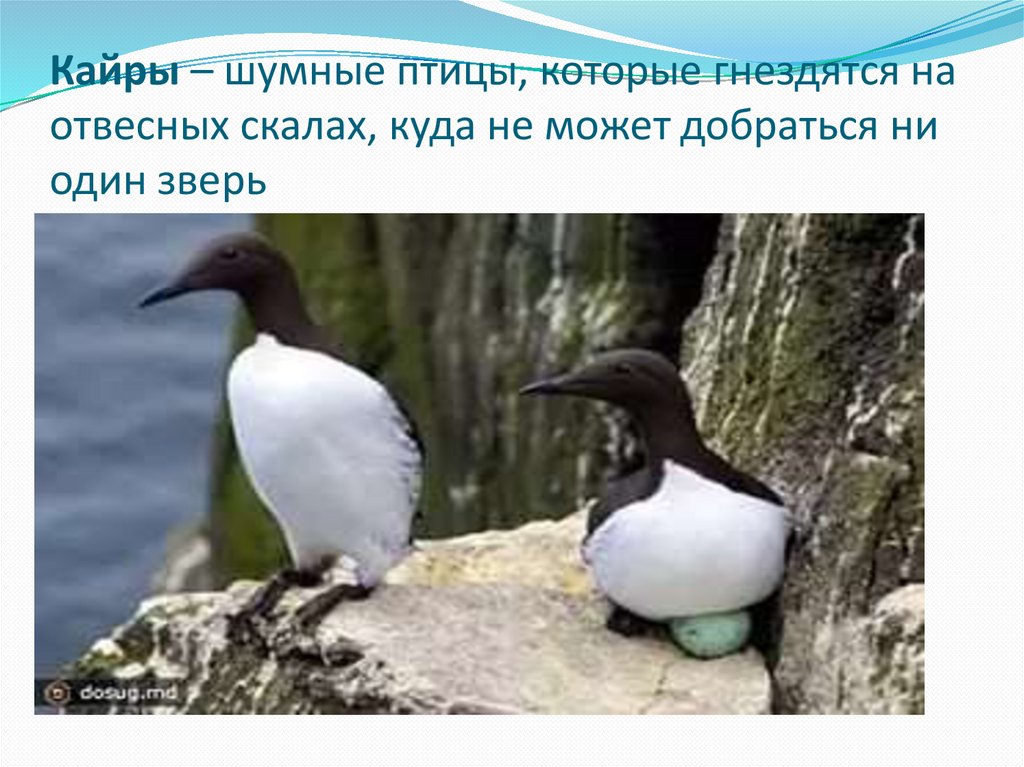 Кайры – шум­ные птицы, ко­то­рые гнез­дят­ся на от­вес­ных ска­лах, куда не может до­брать­ся ни один зверь