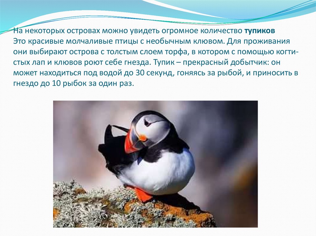 На неко­то­рых ост­ро­вах можно уви­деть огром­ное ко­ли­че­ство ту­пи­ков  Это кра­си­вые мол­ча­ли­вые птицы с необыч­ным