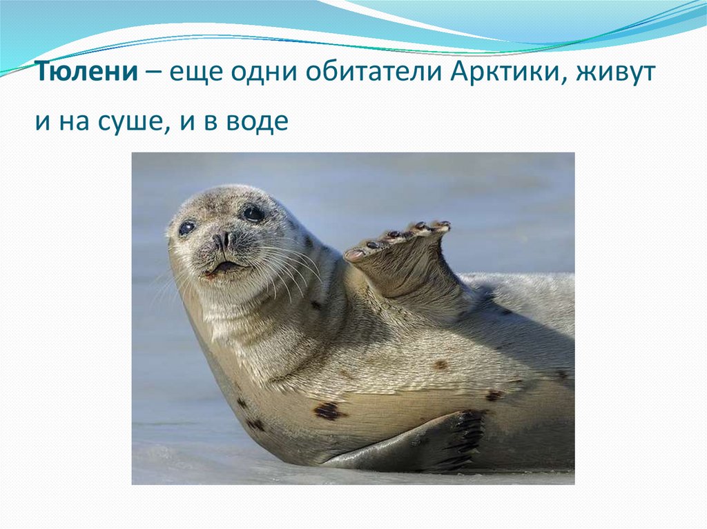 Тю­ле­ни – еще одни оби­та­те­ли Арк­ти­ки, живут и на суше, и в воде 