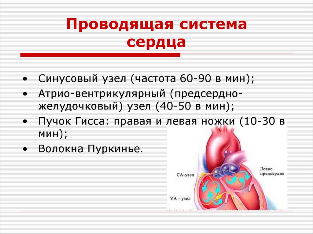 Проводящая система сердца