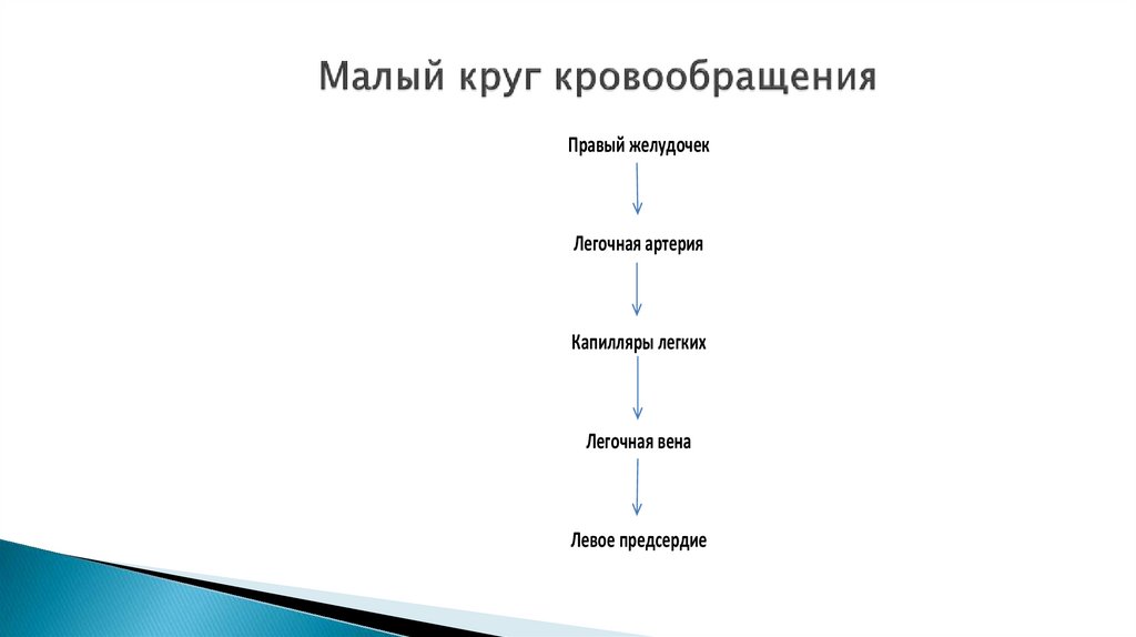 Малый круг кровообращения