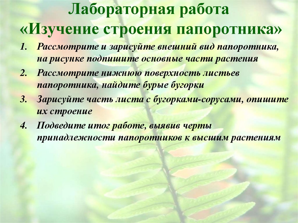 Лабораторная работа «Изучение строения папоротника»