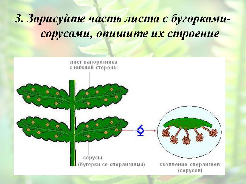 3. Зарисуйте часть листа с бугорками-сорусами, опишите их строение