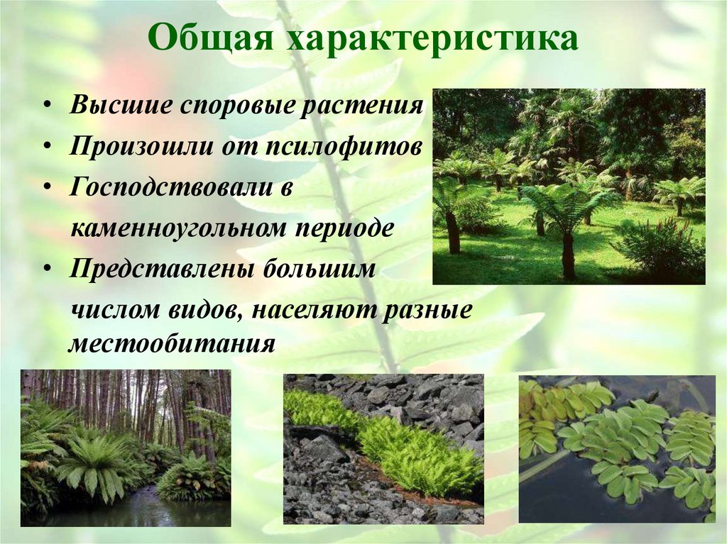 Общая характеристика