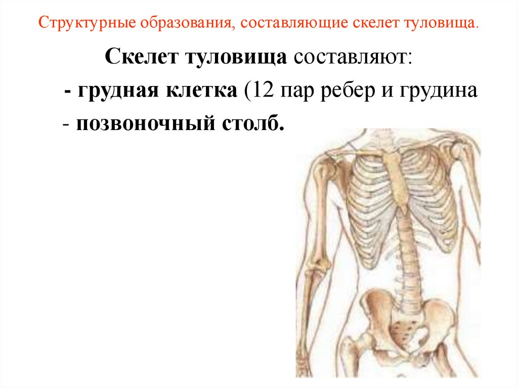 Структурные образования, составляющие скелет туловища.