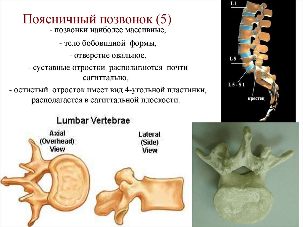 Поясничный позвонок (5)