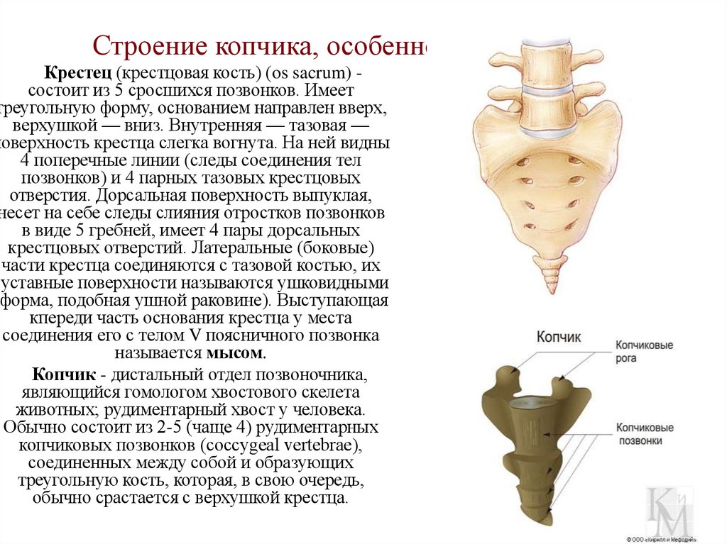 Строение копчика, особенности соединения