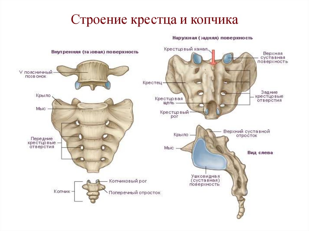 Строение крестца и копчика