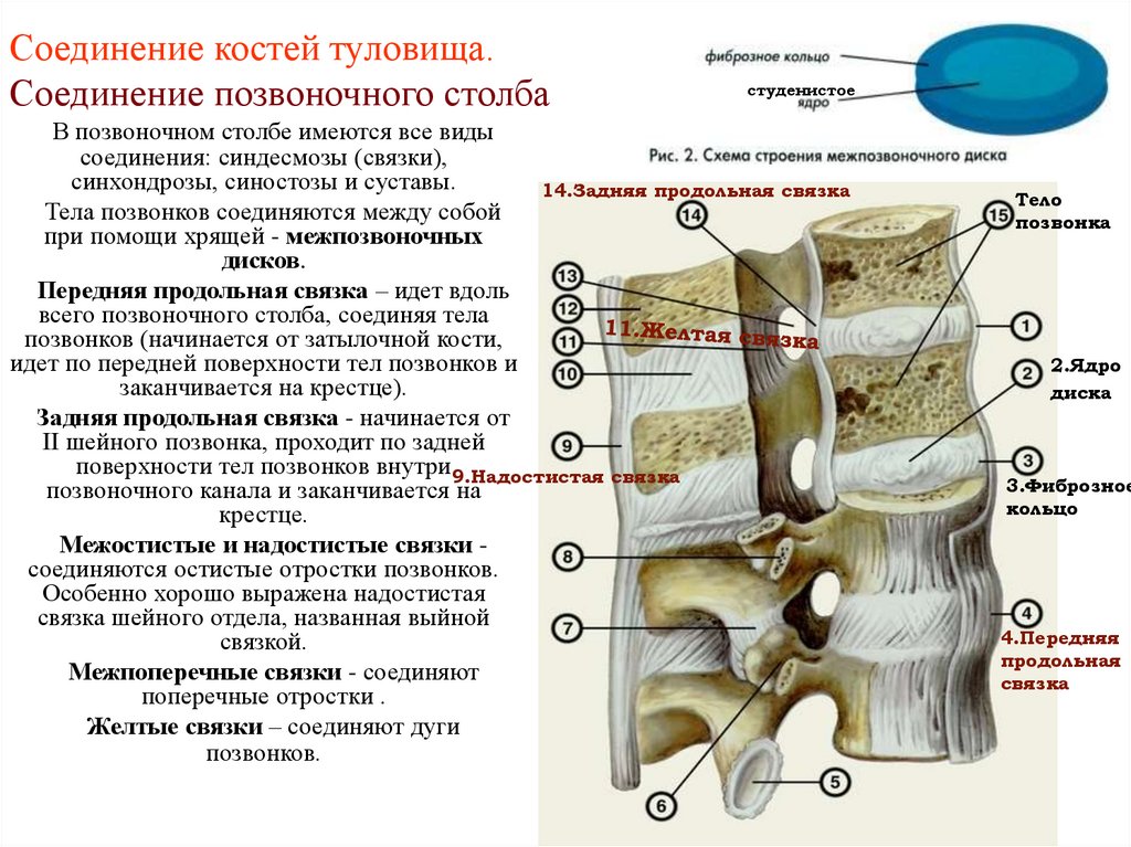 Соединение костей туловища. Соединение позвоночного столба