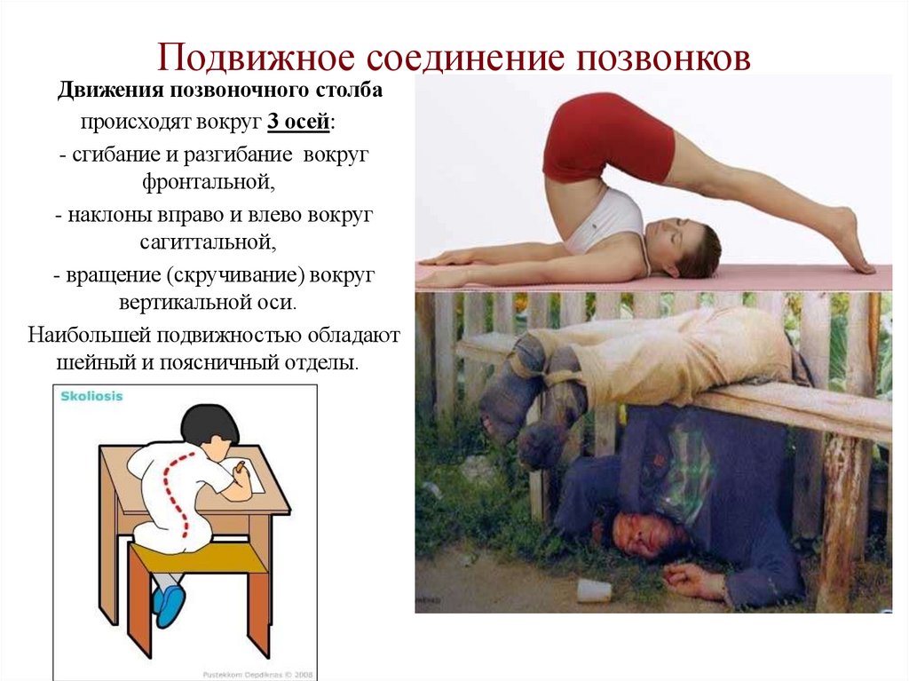 Подвижное соединение позвонков