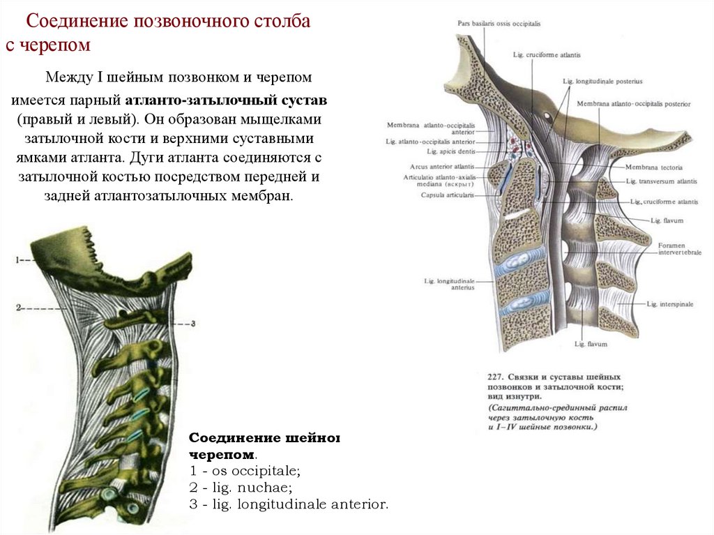 Соединение позвоночного столба с черепом