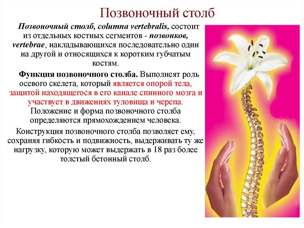 Позвоночный столб