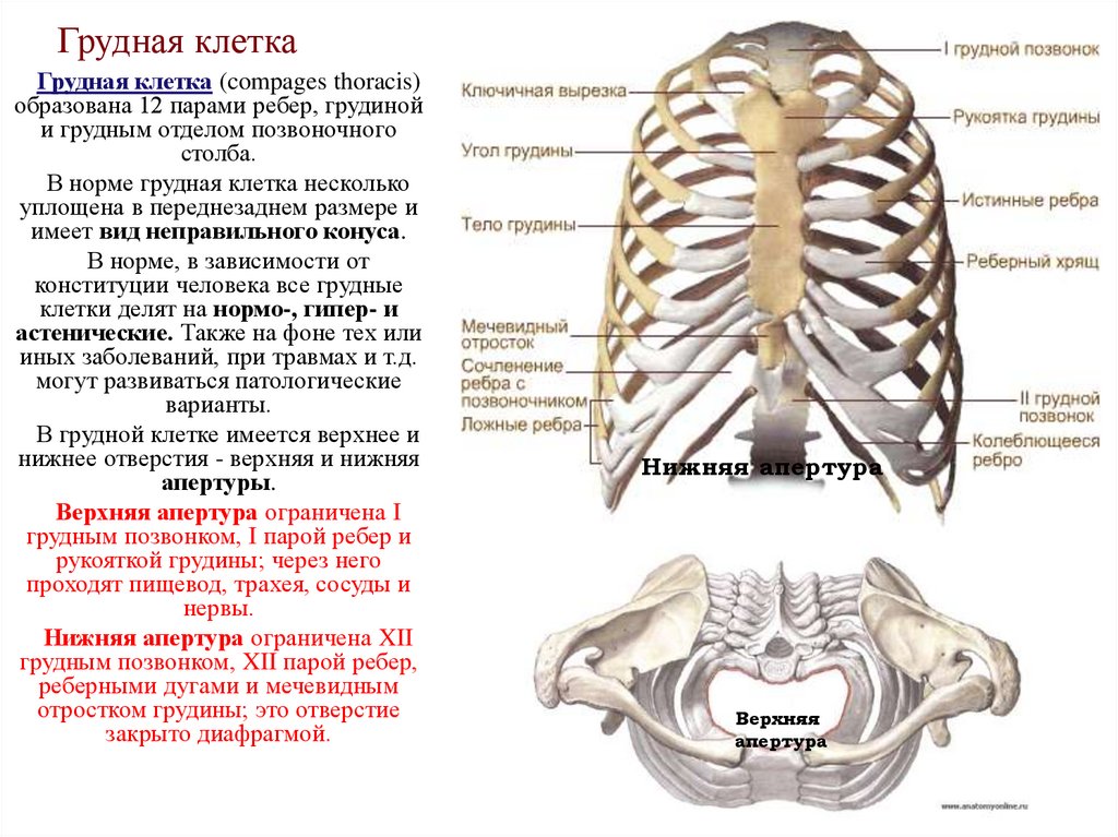 Грудная клетка