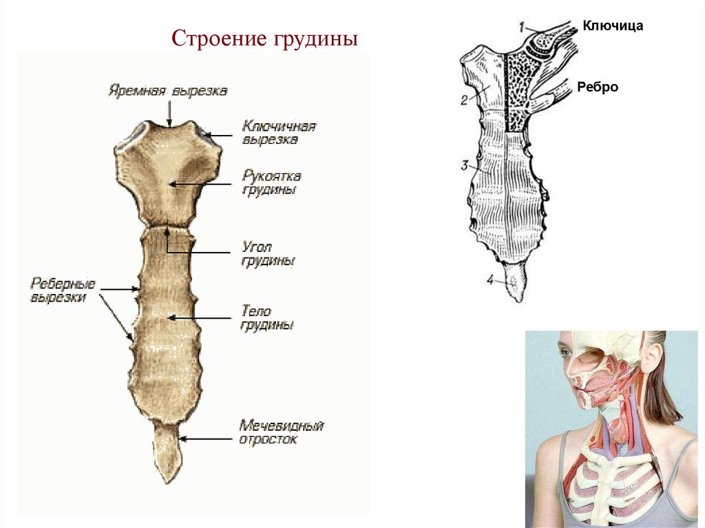 Строение грудины