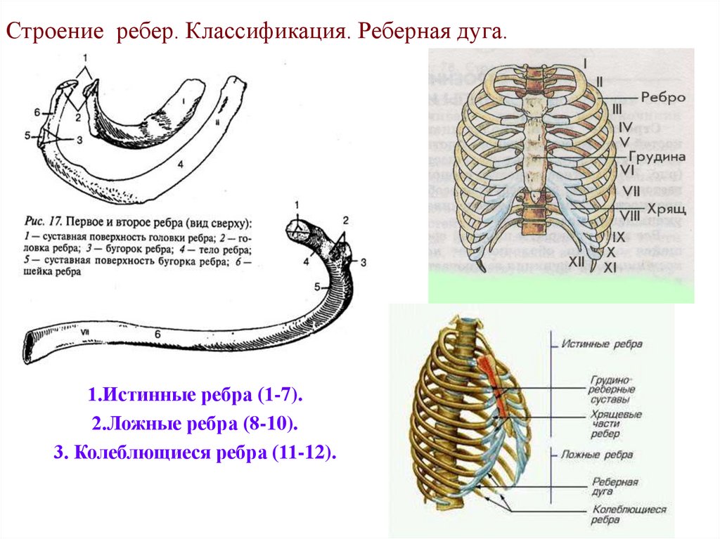 Строение ребер. Классификация. Реберная дуга.