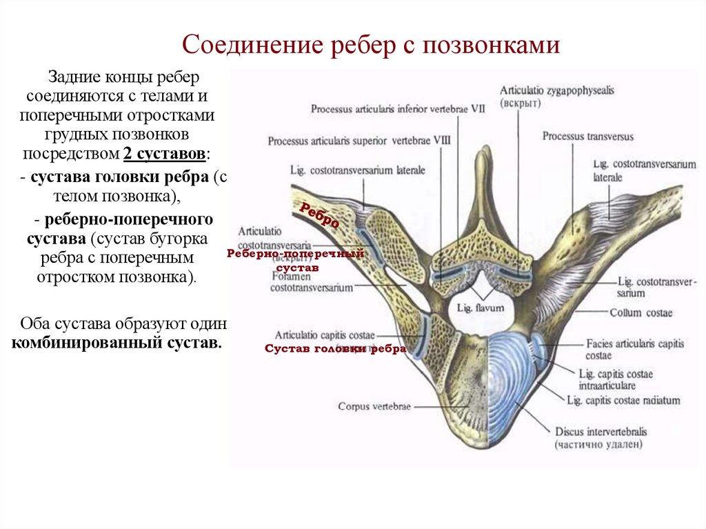 Соединение ребер с позвонками