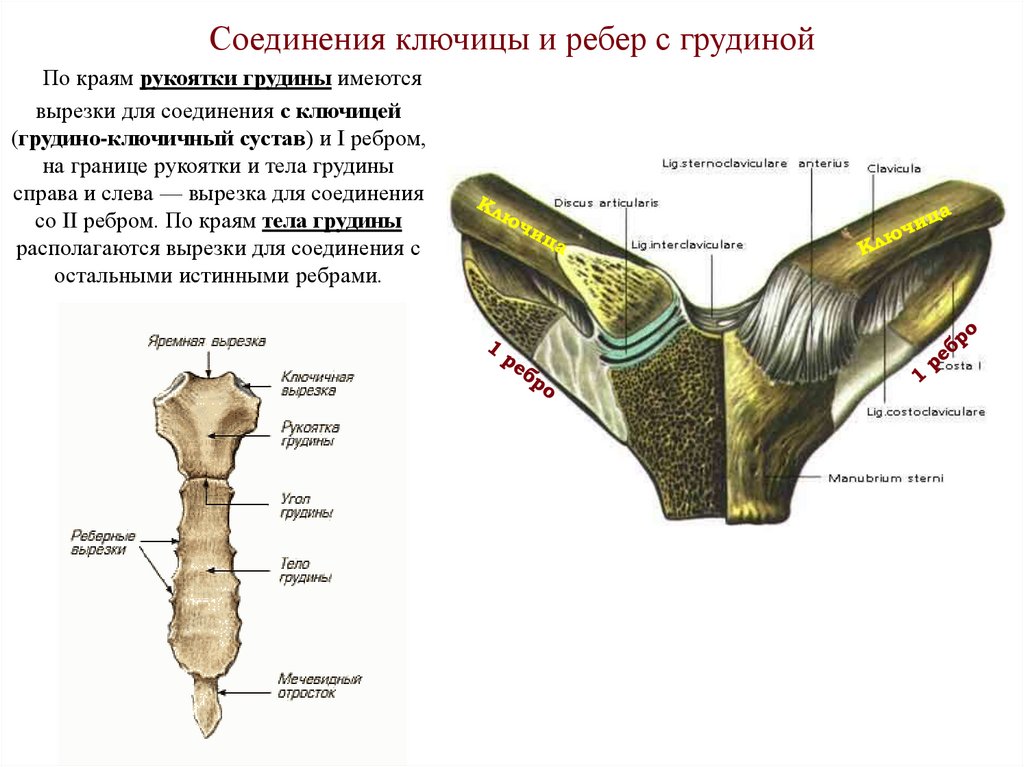 Соединения ключицы и ребер с грудиной