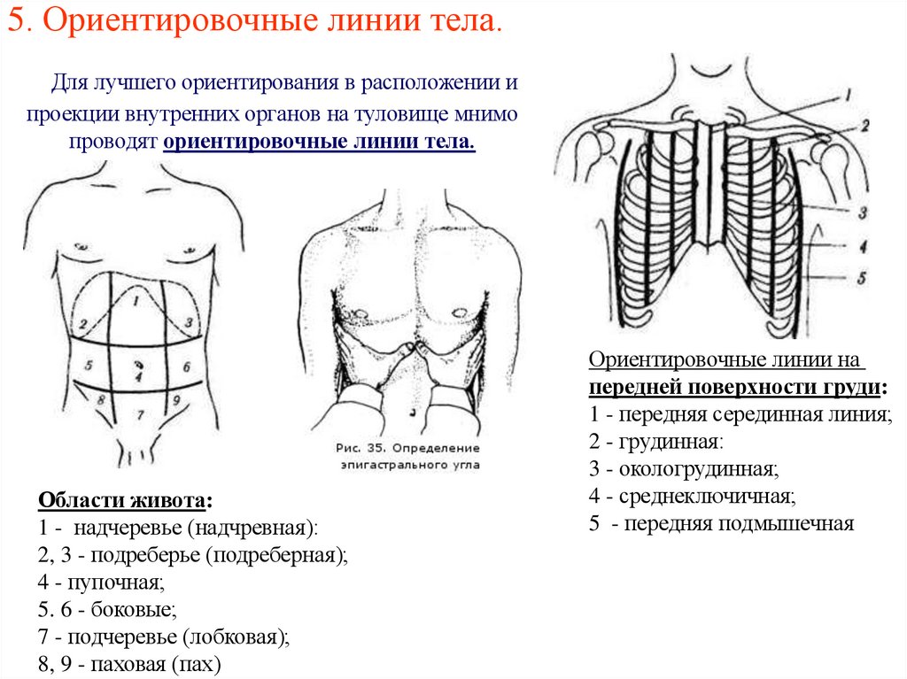 5. Ориентировочные линии тела.