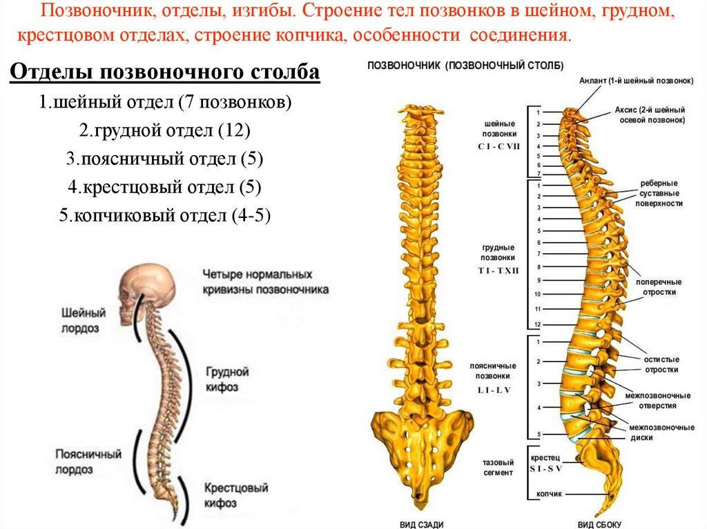 Позвоночник, отделы, изгибы. Строение тел позвонков в шейном, грудном, крестцовом отделах, строение копчика, особенности