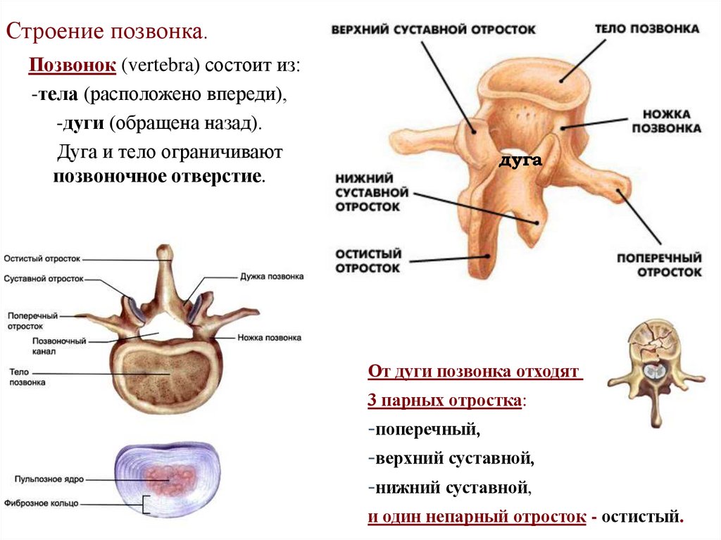 Строение позвонка.