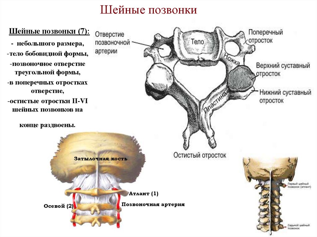 Шейные позвонки