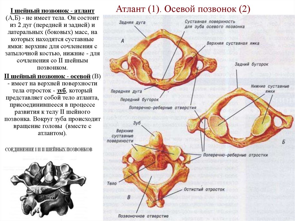 Атлант (1). Осевой позвонок (2)