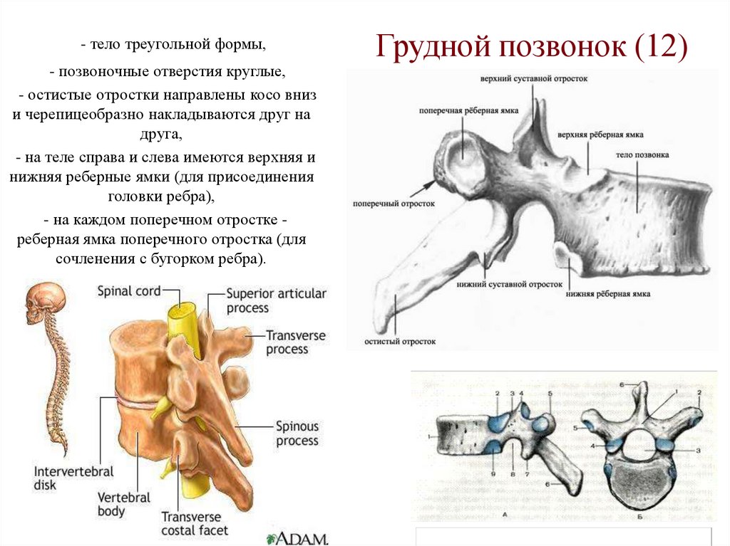 Грудной позвонок (12)