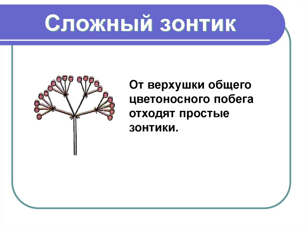 Сложный зонтик