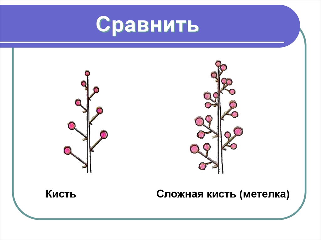Сравнить