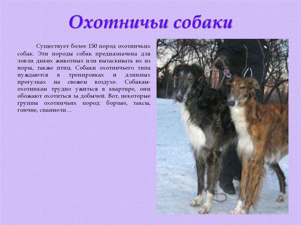 Охотничьи собаки