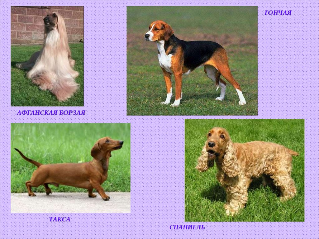 АФГАНСКАЯ БОРЗАЯ