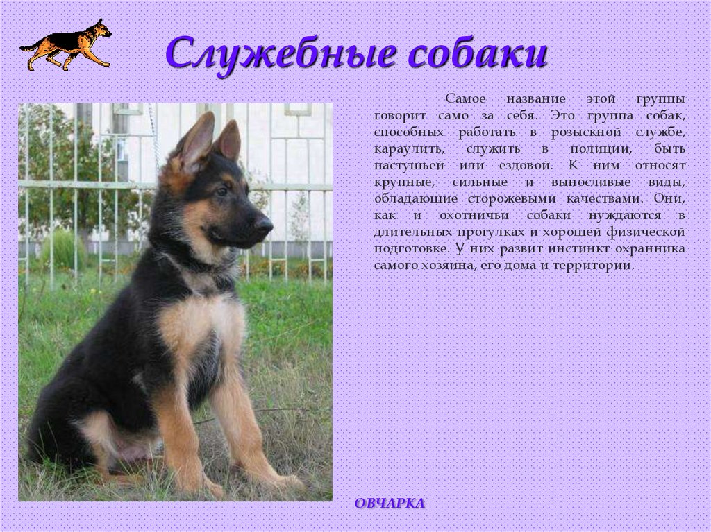 Служебные собаки