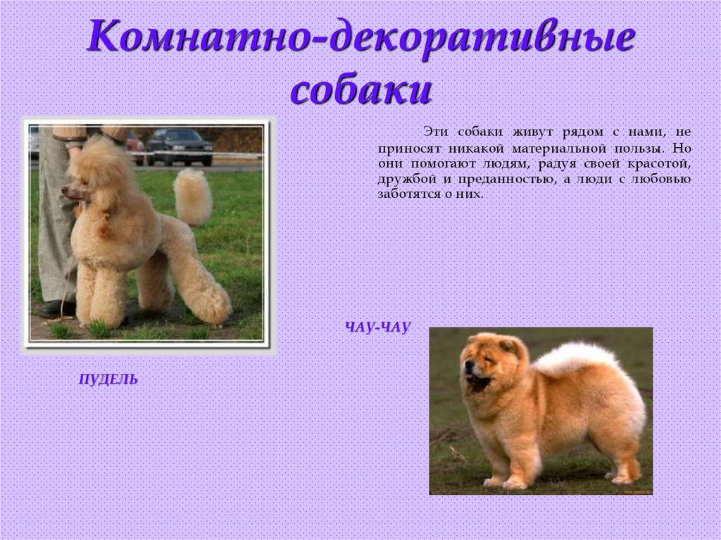 Комнатно-декоративные собаки