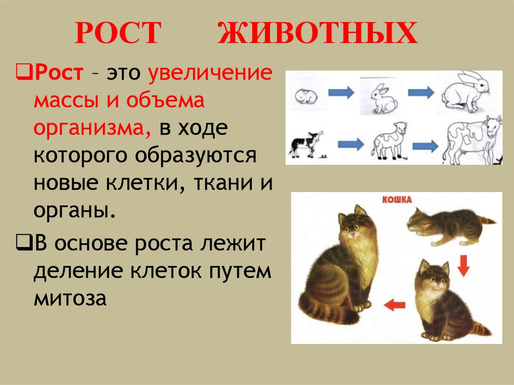 РОСТ ЖИВОТНЫХ