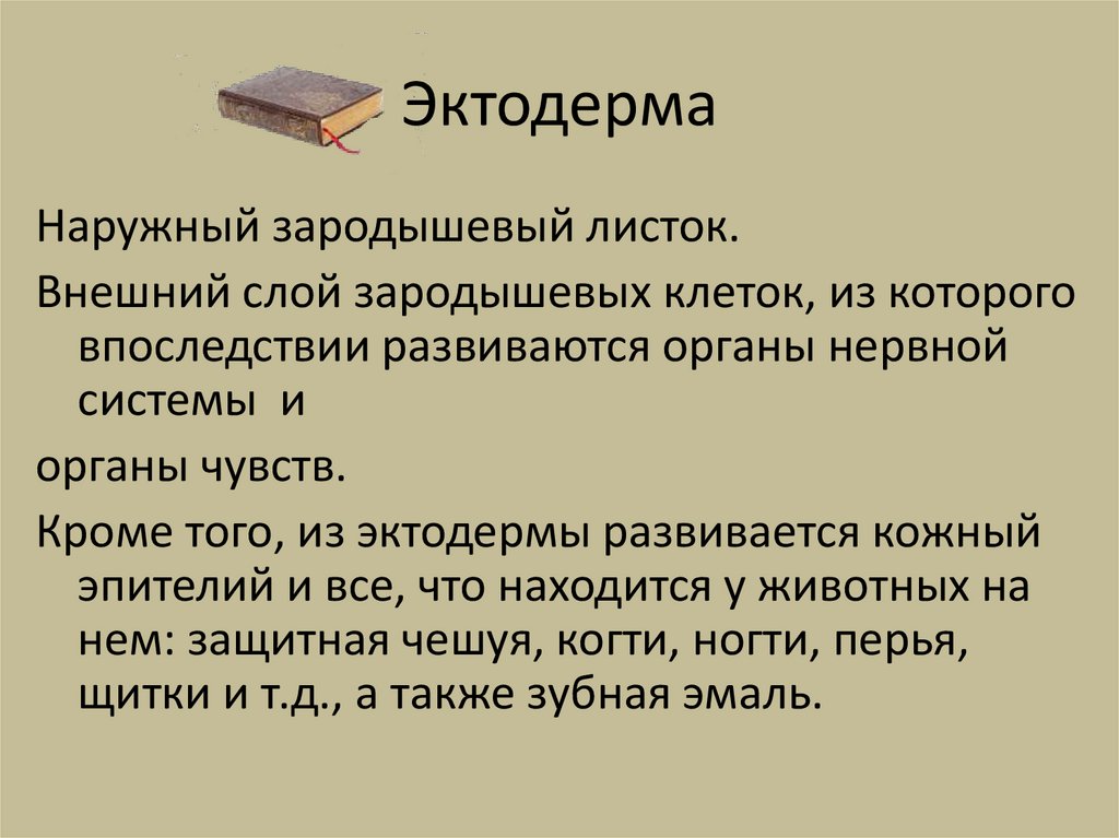 Эктодерма