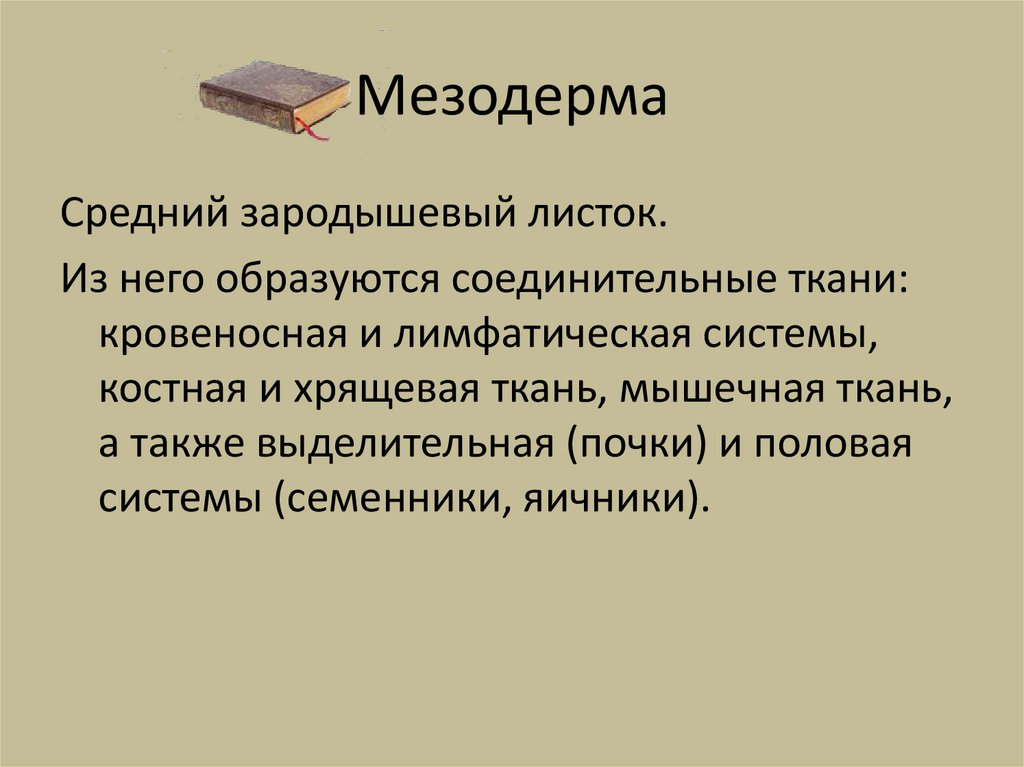 Мезодерма