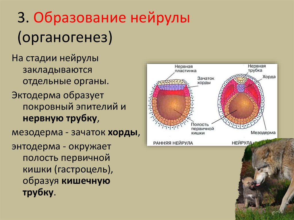 3. Образование нейрулы (органогенез)