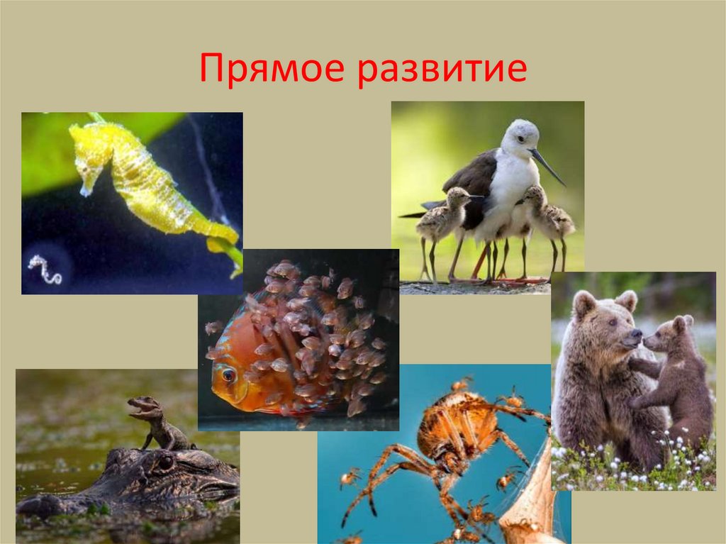 Прямое развитие