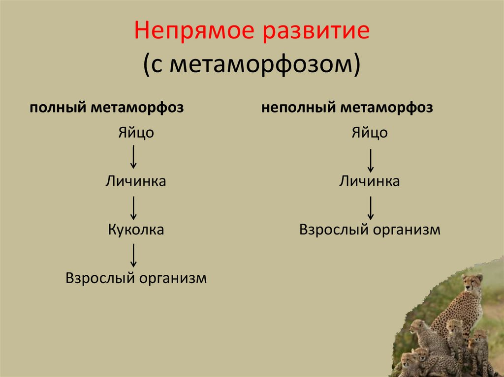 Непрямое развитие (с метаморфозом)