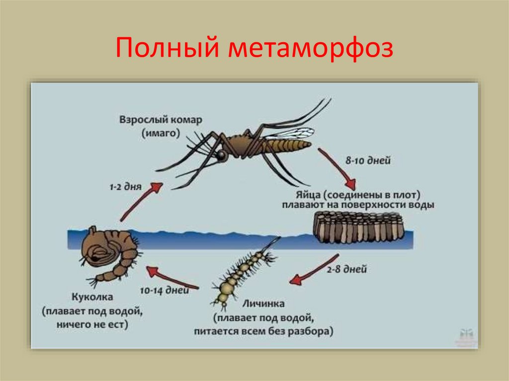 Полный метаморфоз