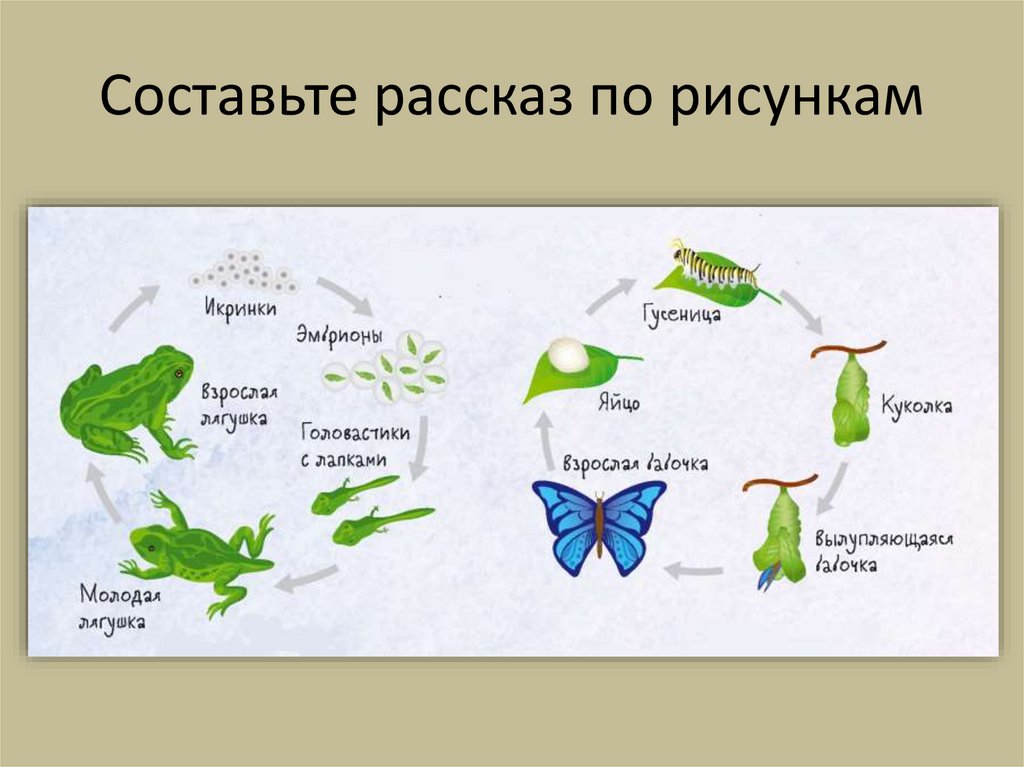 Составьте рассказ по рисункам
