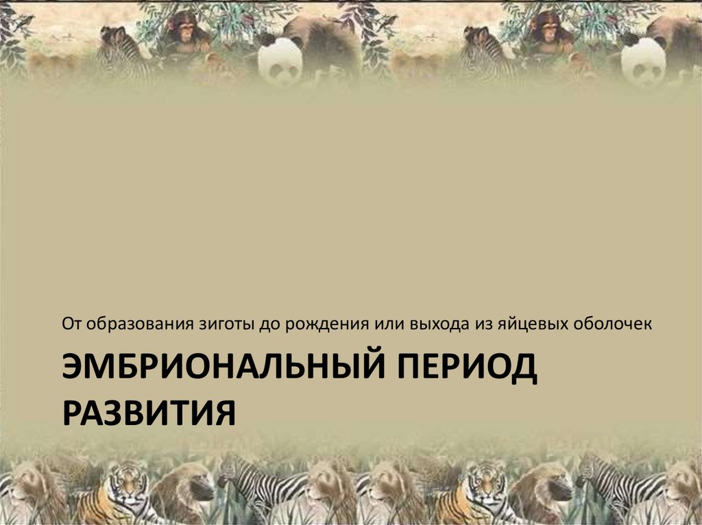 Эмбриональный период развития
