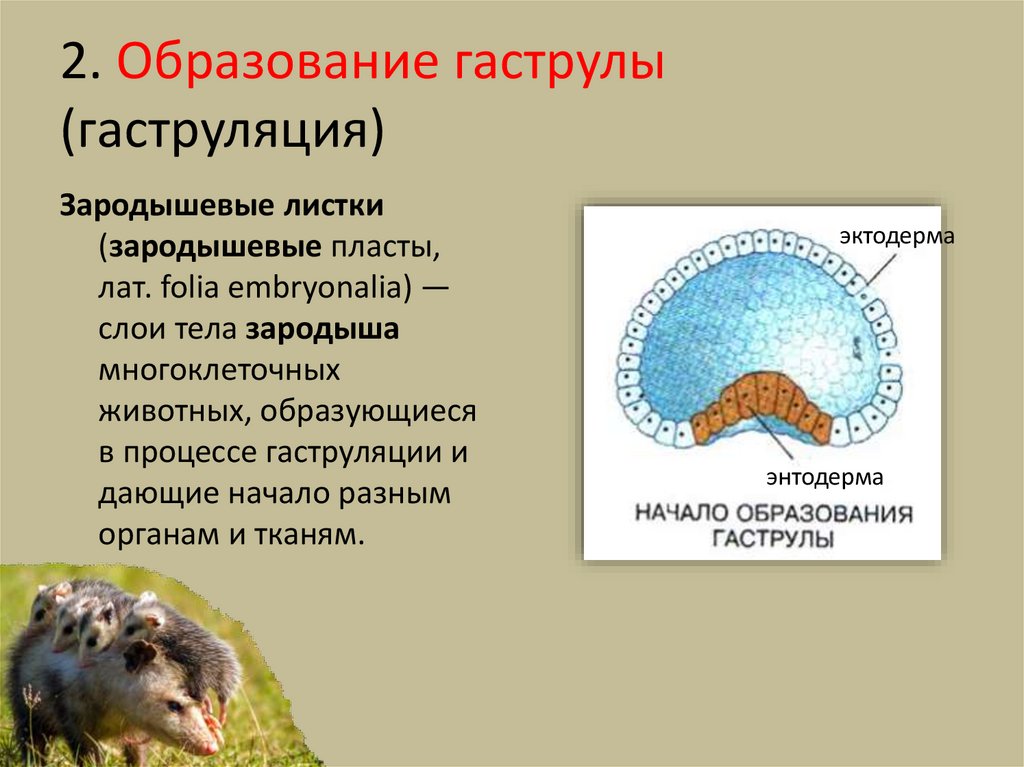2. Образование гаструлы (гаструляция)