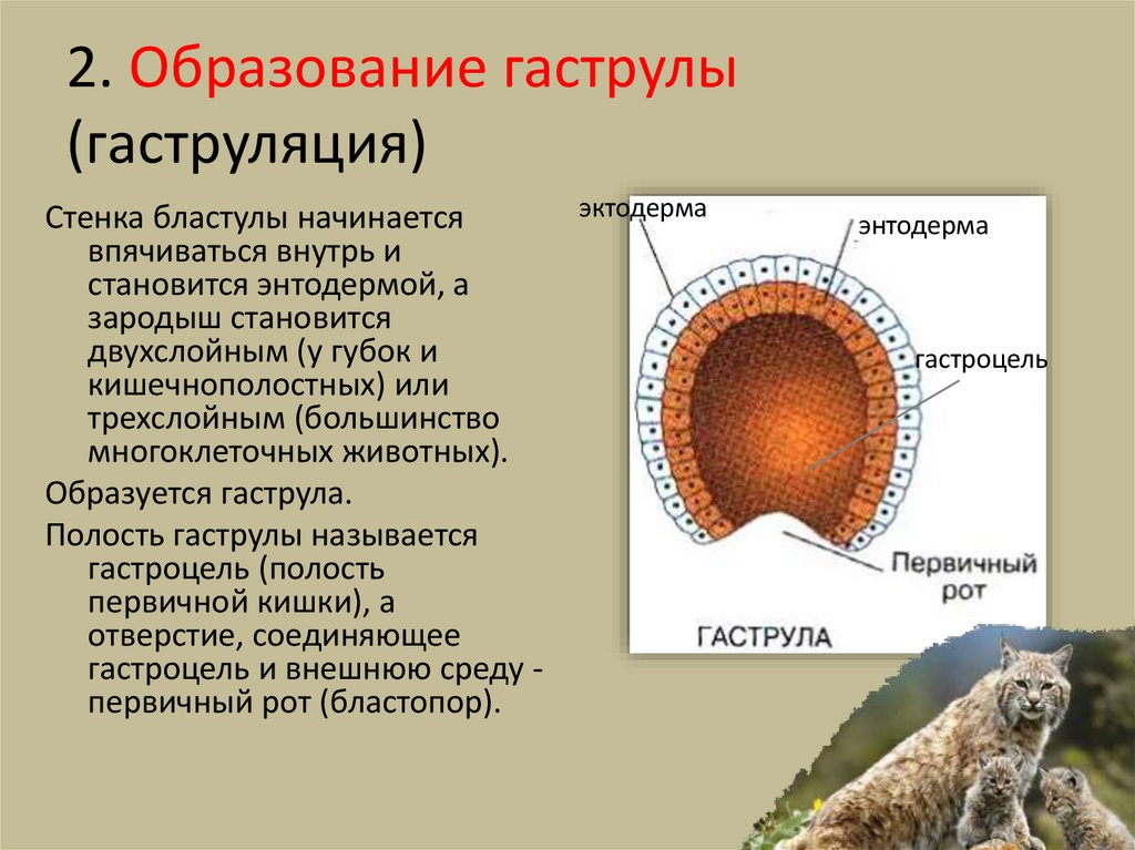 2. Образование гаструлы (гаструляция)